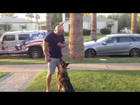 Arizona Off Leash Obedience Dog Training