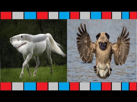 Funniest Photoshop Animal Hybrids Video