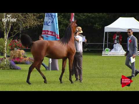 N.107 SERANZA - Ströhen 2017 Int B-Show - Yearling Fillies (Class C2)