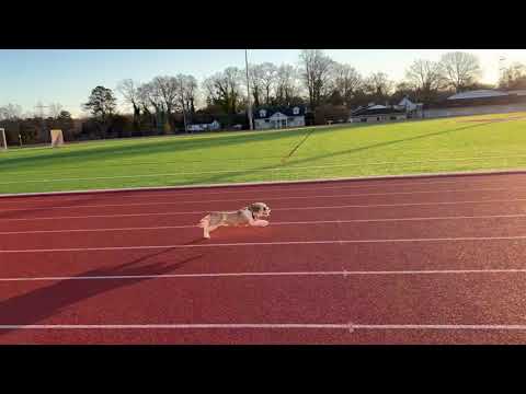 My dog sprinting 100m