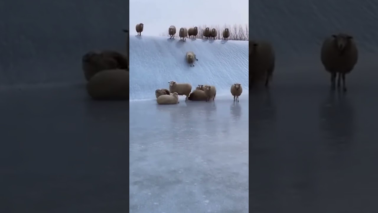 Sheep sliding down an icy hill turned into pure farm entertainment No people or animals were harmed