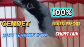 Download lagu BURUNG CENDET GACOR ||cocok untuk pancingan semua jenis burung cendet mp3