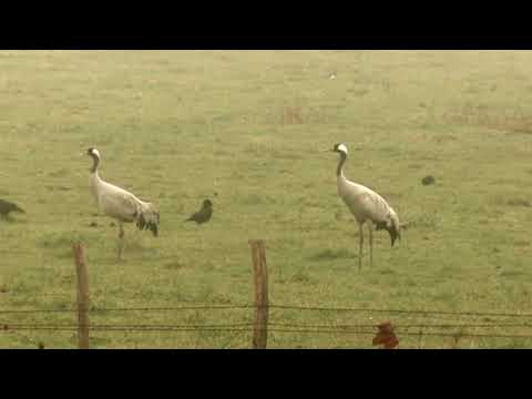 Ruzanna Nahapetjan - Krunk (The Crane) - Komitas Vardapet