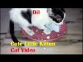 When Dil Cat Was Very Small
