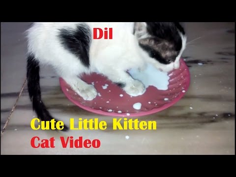 When Dil ( Cat ) Was Very Small Video