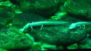 Texas blind salamanders