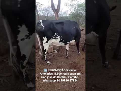 PROMOÇÃO 5 Vacas Amojadas: 5.500 reais cada em São josé do Bonfim/ Paraíba.ZAP 84 99810 2784*#gado