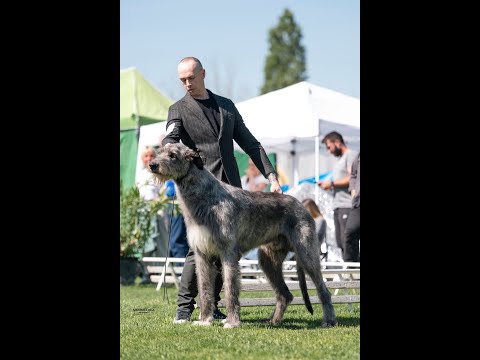 International Dog Show San Zeno (Arezzo) 🇮🇹 𝓐𝓻𝓴𝓱𝓪𝓶 𝓐𝓫𝓻𝓪 𝓚𝓪𝓭𝓪𝓫𝓻𝓪 irish wolfhound