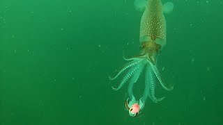 Squid Fishing - Crazy Underwater Footage!