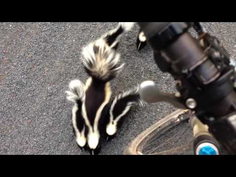 Cyclist Meets Family of Skunks