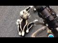 Cyclist Meets Family of Skunks