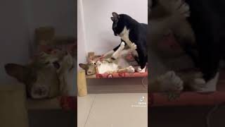 Download lagu kucing kena rogol mp3 Download lagu kucing kena rogol mp3