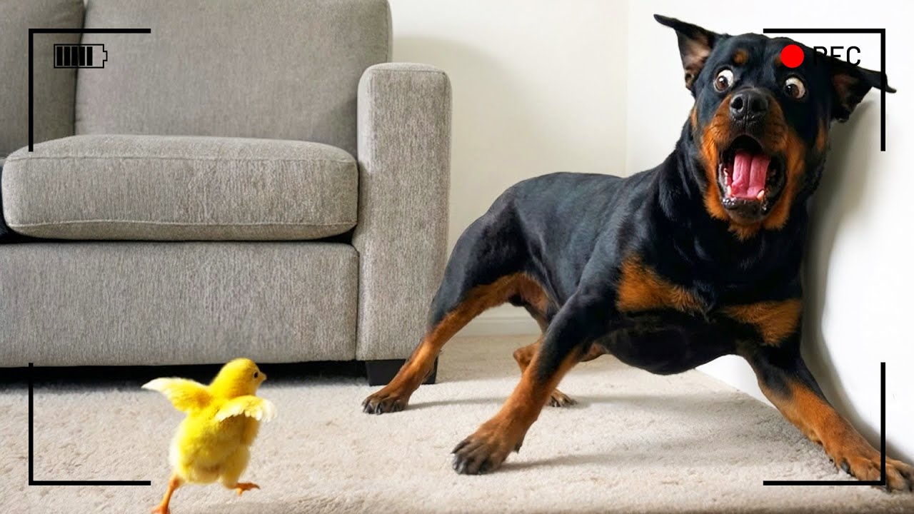 ما فعلته هذه الحيوانات الصغيرة أدهش الجميع