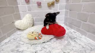 チワワ(ロング)の動画01