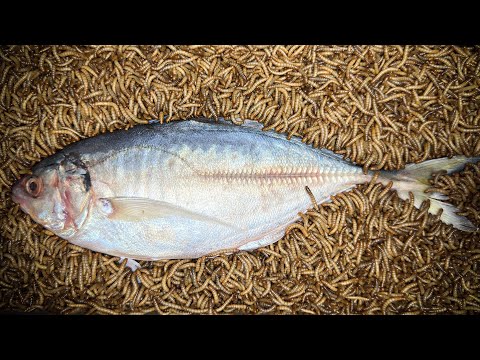 10'000 Mealworms eating a Whole Fish l Mealworm VS Fish time-lapse