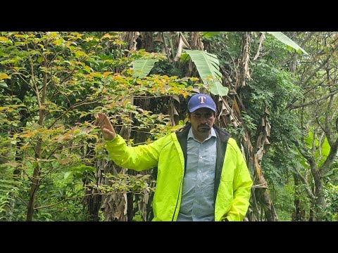 Pequeñas fincas en el Municipio de San Sebastian de Yali. Jinotega. Nicaragua 