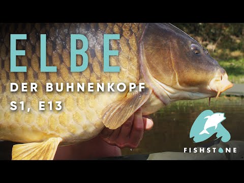 FISHSTONE's Angelwelten S1E13 BUHNENKOPF BROMANTIC - Einer der krassesten Fische aus der Elbe