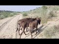 Donkey Crossing Donkey Meeting Donkey Animals