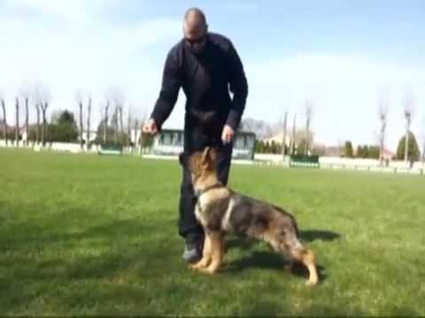 Hannibal z Medvedej Doliny, Obedience