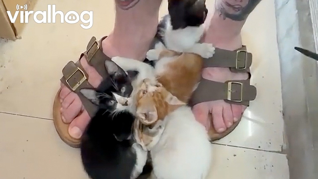 A Heap of Kittens at the Guy's Feet || ViralHog