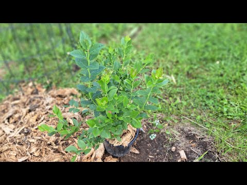 Planting blueberries  in Montana zone 4 (Episode 1)