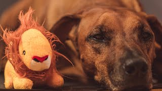 How To Feed a Rhodesian Ridgeback
