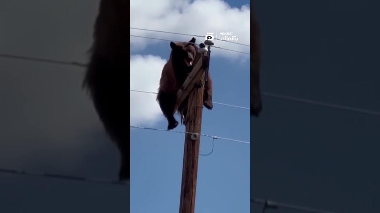Muere un oso tras quedar atrapado en un poste eléctrico mientras buscaba comida en Nuevo México