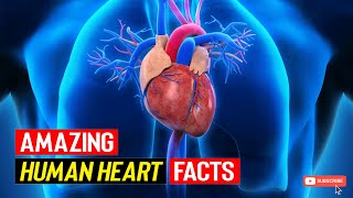 HUMAN HEART FACTS  Unknown Facts Heart Facts About The Heart