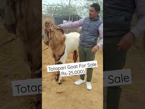 Totapari Goat For Sale | Sekhon Goat Farming