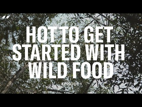 How to get started with wild foods foraging