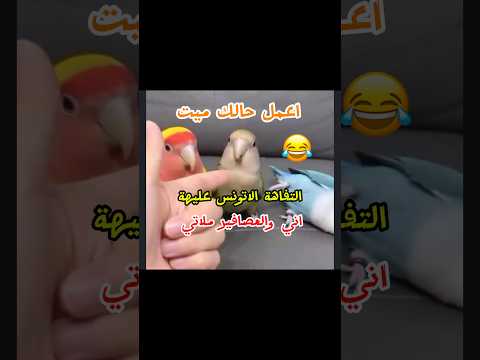 التفاهة الاتونس عليهة اني والعصافير ملاتي 😂 اعمل حالك ميت 😅