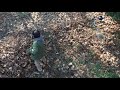 ASMR Spring Leaf Raking
