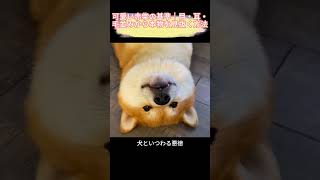可愛い赤柴の基準｜目・耳・毛並みから本物を見抜く方法#柴犬# 赤柴# 子柴選び方# 純血柴犬# ペット解説# 犬選びコツ# 初心者飼い方