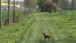 preview picture of video 'Easy, Border terrier, et Alpaga, le Setter lemon.'