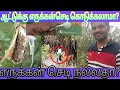 எருக்கன் செடி என்ன பயன் ஆடு மாட்டுக்�