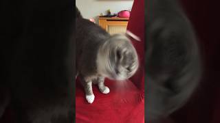 Download lagu Cute Cat Shakes Head Slow Motion #shorts #video #cute #cat mp3
