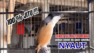 Download lagu cendet gacor PANJANG MEWAH BONGKAR ISIAN,, PANCINGAN CENDET AGAR BUNYI bikin BURUNG PENTET GACOR mp3