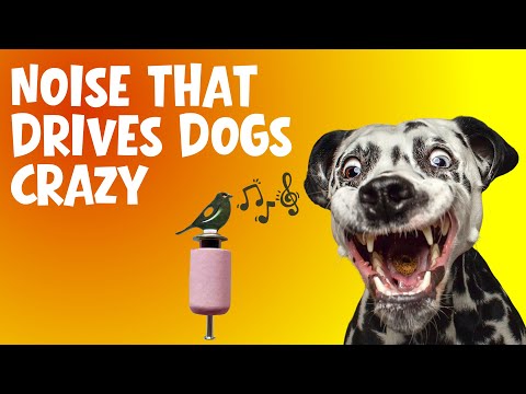 Play This for Your Dog! CRAZY Bird Toy Sound Challenge 🐕🎶