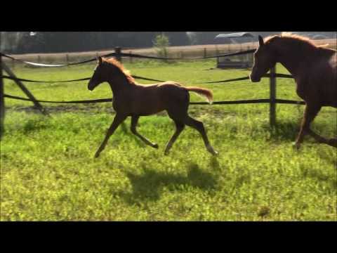 Stutfohlen von Le Vivaldi x Swarovski / Fürst Hein