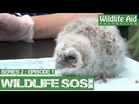 Wildlife SOS Online S2 - Episode 1: A Day in the Life