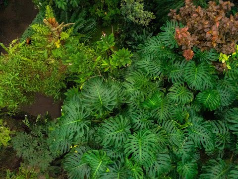 Climatron Virtual Tour