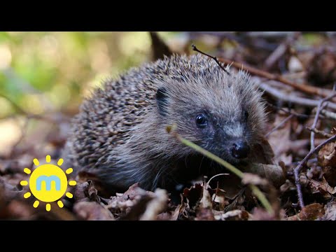 Ep 1 - Meet the Hedgehogs | Spikey friends | Milkshake!