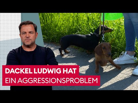 The dog barks at everything and everyone | The Dog Expert