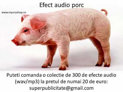 Pig sound effect