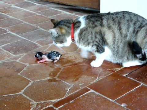 Naissance Du Premier Chaton De Cedille Celestia