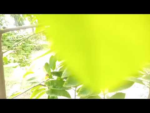 sharifa farming ##sharifa ki kheti#arka sahan #sharifa#@banke bihari