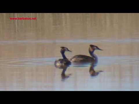 Somormujo lavanco ( Podiceps crlstatus ) Great Crested