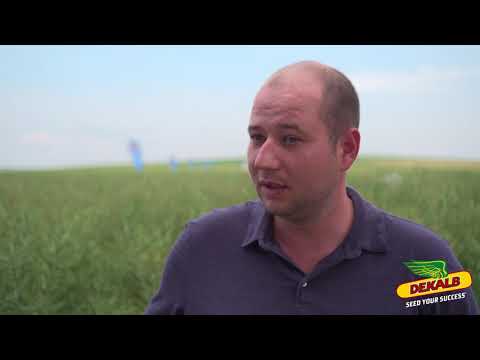 Rapita DEKALB în ferma AGRO DRINKS FAUREI - interviu Sergiu Frona