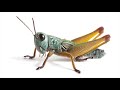 Crickets Chirping Sound 1 HOUR