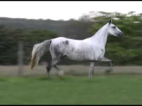 Haras Lumiar - 06 BRUXELAS DO LUMIAR